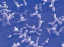 bifidobacterium