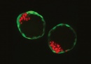 blastocitos sinteticos