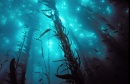 bosque de kelp
