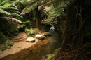 bosque en tasmania