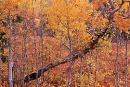 bosque fall
