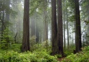 bosque redwood