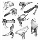 cabezas pterosaurios