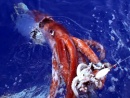calamar gigante 02