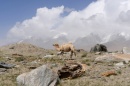 camello bactriano