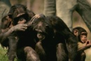 chimpances en zoo