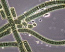 cianobacterias