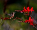 colibri flores