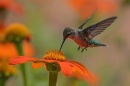 colibri gerbera
