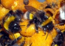 colmena abejorros