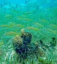 coral acidificado