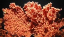coral de las profundidades