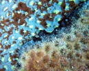coral enfermo 02