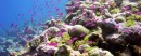 coral islas marshall