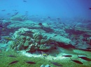 coral subida mar