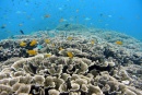 corales Bali
