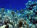 corales y peces