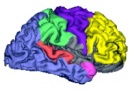 cortex en color