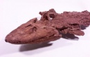 craneo tiktaalik