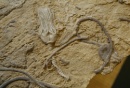 crinoideo fosil