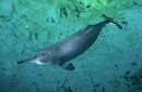 delfin baiji