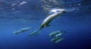 delfines underwater