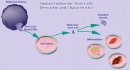 diagrama celulas madre