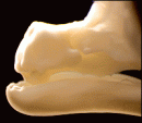 diente de gallina
