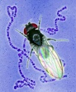 drosophila subobscura