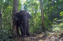 elefante tailandia