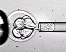 embrion ocho celulas