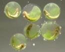 embriones fotosinteticos