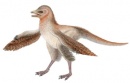 eosinopteryx