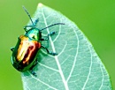 escarabajo andolfatto