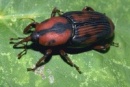 escarabajo palmera