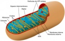esquema mitocondria