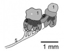 estructura ojo trilobites b