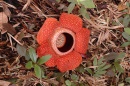 flor de rafflesia