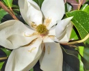 flor magnolio