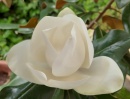 flor magnolio nueva