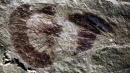 fosil ala Tongchuan