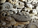 fosiles variados