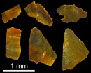 fragmentos braquiopodos cambricos