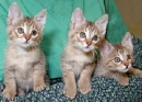 gatitos hijos de clones