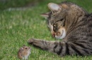 gato cazando raton