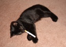 gato fumador