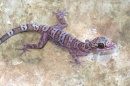 geckos myanmar01