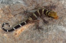 geckos myanmar02