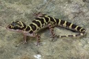 geckos myanmar03