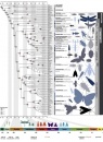 genealogia insectos